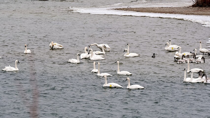Wild Trumpeter Swans (Cygnus buccinator), the heaviest living bird native to North America, in Toronto’s Outer Harbour. The species of swan was virtually extinct in 1933