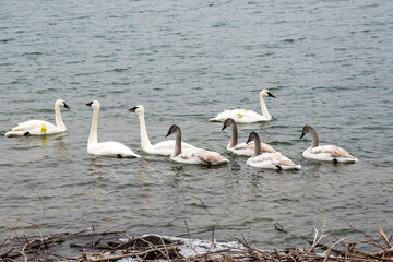Wild Trumpeter Swans (Cygnus buccinator), adults and imature juvenile birds in Toronto’s Outer Harbour. The species of swan was virtually extinct in 1933