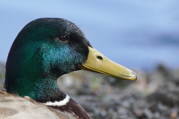 duck on the water