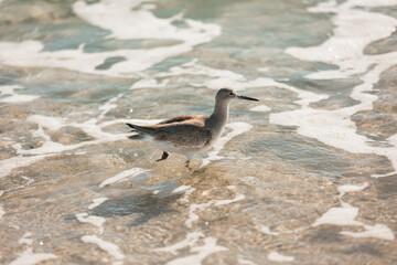seagull on the beach