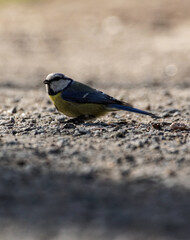 a bird