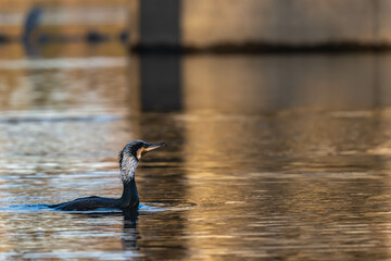 Commorant is swimming in the lake.