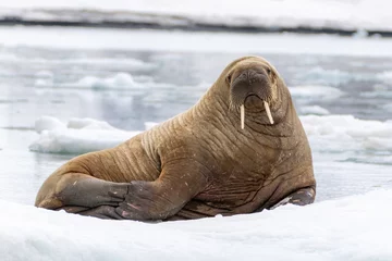 Walrus on Iceberg in Svalbard, Norway, the Arctic
