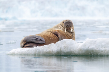 Walrus on Iceberg in Svalbard, Norway, the Arctic