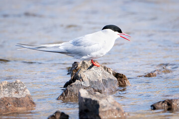Arctic Tern in Svalbard, Norway, north pole