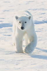 Fototapeta na wymiar Polar Bear walking on ice in Norway in the arctic at the polar ice edge. Close to the North Pole.