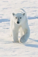 Fototapeten Polar Bear walking on ice in Norway in the arctic at the polar ice edge. Close to the North Pole. © kcapaldo