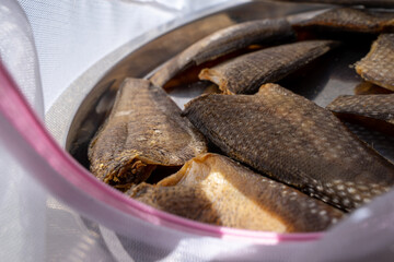 Drying salted fish (Snakeskin gourami) to save for food is a common practice in Vietnamese fish farming. It's the same as salty Italian meats. This will aid in reserving food sources for future season