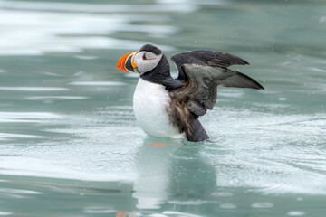 Arctic puffin in Svalbard, Norway, the far north