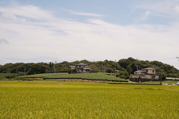 田舎 田んぼと茶畑