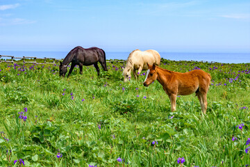 北海道　厚岸 あやめと馬と海と
