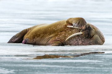 Fototapeta premium Walrus on Iceberg in Svalbard, Norway, the Arctic