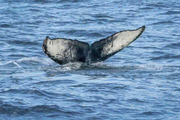 Humpback Whale tail 