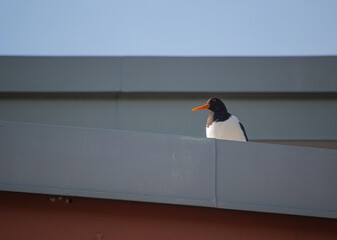 penguin on the roof