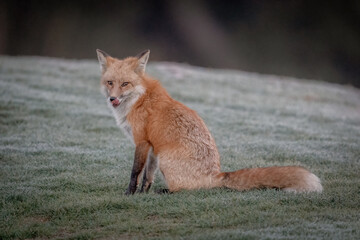 Red Fox on a golf course in early dewy dawn