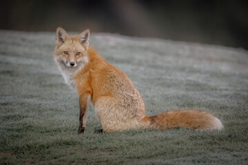 Red Fox on a golf course in early dewy dawn