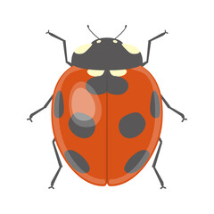 Vector illustration of ladybird isolated on background.