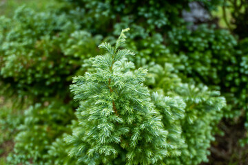 Green fir tree leaves on nature background