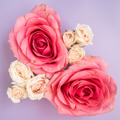Coral pink roses and light pink spray roses on purple lavender background