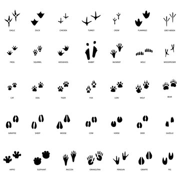 different footprint traces. footprint step traces animals. Vector illustration.