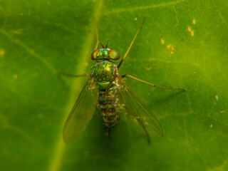 Fly