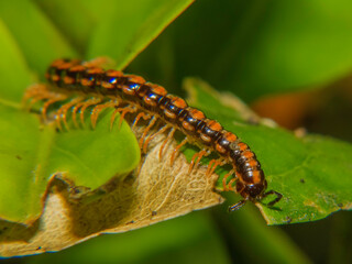 Millipede