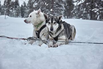 Fototapeta na wymiar Dog sledge having a stop, resting dogs