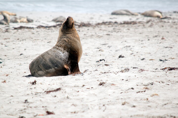 Naklejka premium the male sea lion is all grey with a little black