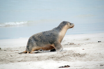 the sea lion pup is grey on the top and white on its bottom