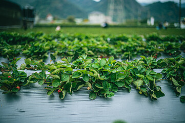 Strawberry farm