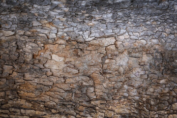 Background texture tree bark
