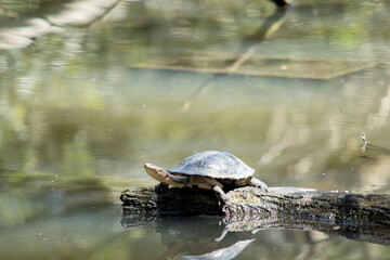 Obraz premium the turtle is resting on a log