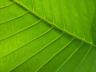 Naklejka na ściany i meble Background of a group of leaves. Green leaf. Detail