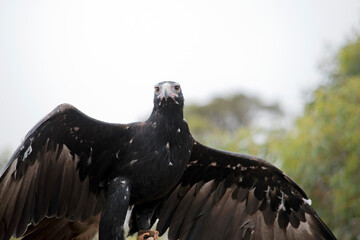 the wedge tailed eagle has its wings outstretched