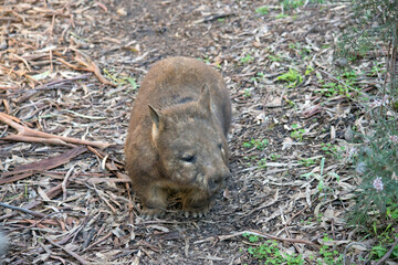 the hairy nosed wombat is walking through a field