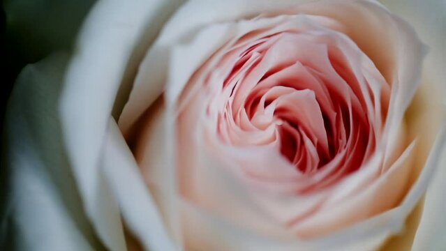 咲きかけの花びらが詰まったバラの花のアップをピント送り