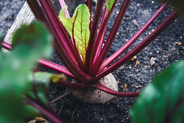 Beetroot growing in organic homestead vegetable garden