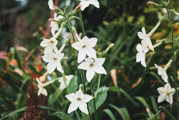 Persian tobacco Nicotiana alata white flowering plant growing in the garden