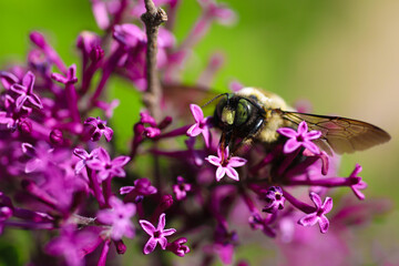 bee on flower