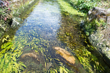 water channel in a very clear pond in the village	