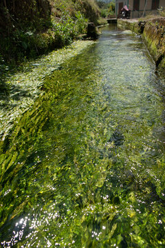 water channel in a very clear pond in the village	