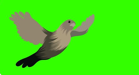 ilustration bird on a green background