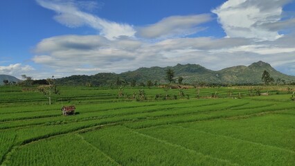 Fototapeta na wymiar Beautiful view of green rice fields, clear blue sky and overcast. Beautiful background.