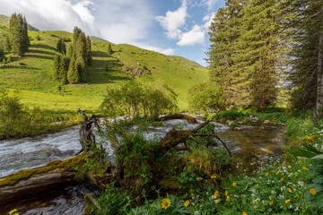 Obraz premium landscape with a tree
