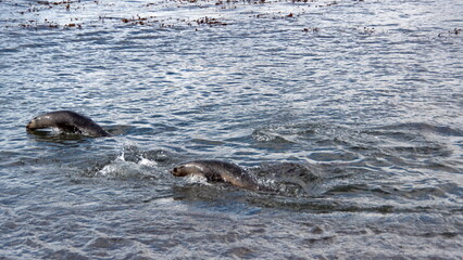 Obraz premium Antarctic fur seals (Arctocephalus gazella) swimming and jumping out of the water at Stromness, South Georgia Island