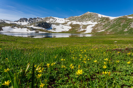 alpine meadow in the mountains © Alexandr Vlassyuk