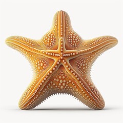 Starfish underwater on a ocean floor. starfish isolate on white background.