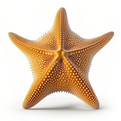 Starfish underwater on a ocean floor. starfish isolate on white background.