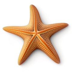 Starfish underwater on a ocean floor. starfish isolate on white background.