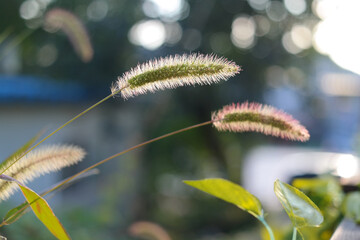 Green foxtail shining beautifully in backlight
